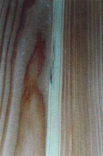 billiges Sauna-Tauchbecken mit Pilzbefall